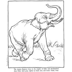 Elefante #3762