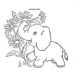 Elefante #3784
