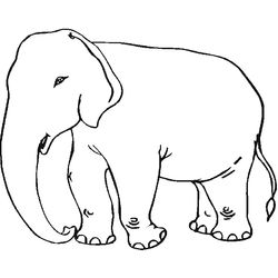 Elefante #3791
