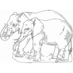 Elefante #3798