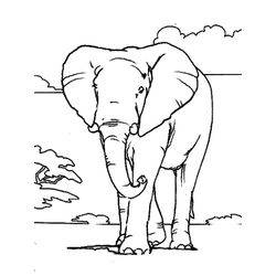 Elefante #3800