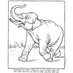 Elefante #3832