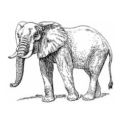Elefante #3850