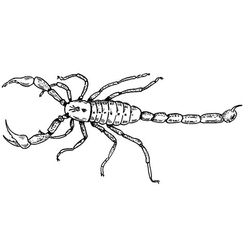 Escorpión #3942