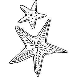Estrella de mar #3975