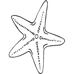 Estrella de mar #3978