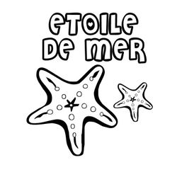 Estrella de mar #3980