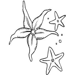 Estrella de mar #3981