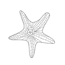 Estrella de mar #3985