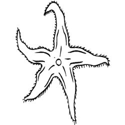 Estrella de mar #3986