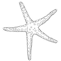 Estrella de mar #3987