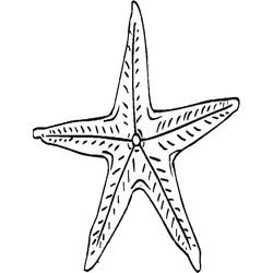 Estrella de mar #3988
