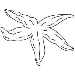 Estrella de mar #3989