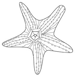 Estrella de mar #3990
