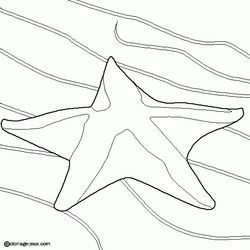 Estrella de mar #3991