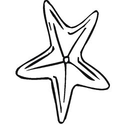 Estrella de mar #3996