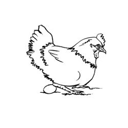 Gallina #4013