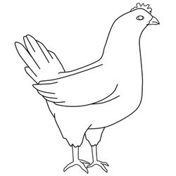 Gallina #4026
