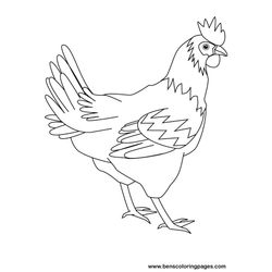 Gallina #4033