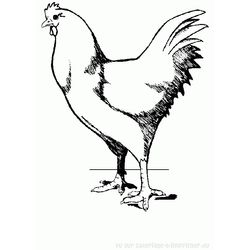Gallina #4056