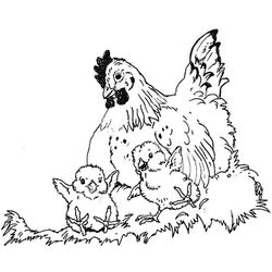 Gallina #4073
