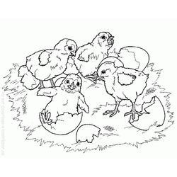 Gallina #4082