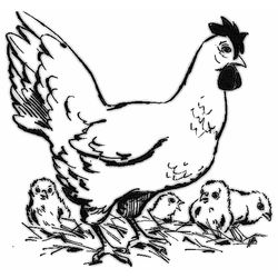 Gallina #4109