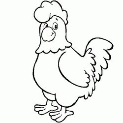 Gallo #4135
