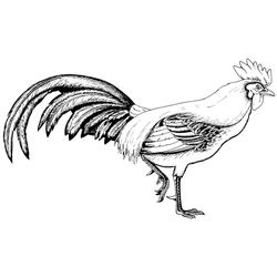 Gallo #4137