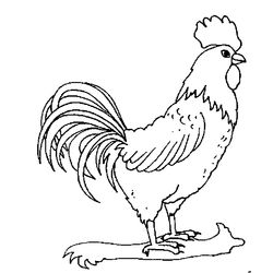 Gallo #4139
