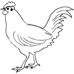 Gallo #4140