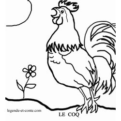 Gallo #4141