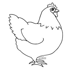 Gallo #4142