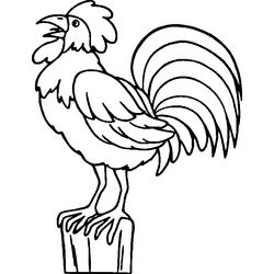 Gallo #4144