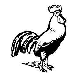 Gallo #4146