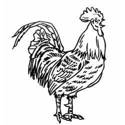 Gallo #4148