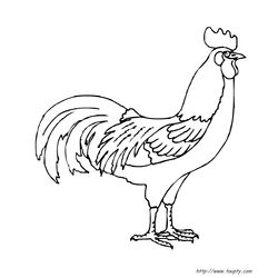 Gallo #4150