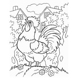 Gallo #4151