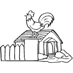 Gallo #4153