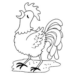Gallo #4170