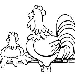 Gallo #4175