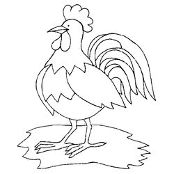 Gallo #4178