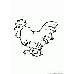 Gallo #4179