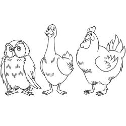 Gallo #4182