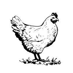 Gallo #4203