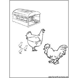 Gallo #4204