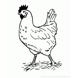 Gallo #4206