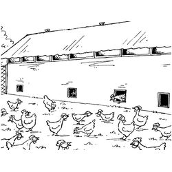 Gallo #4211