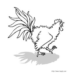 Gallo #4217
