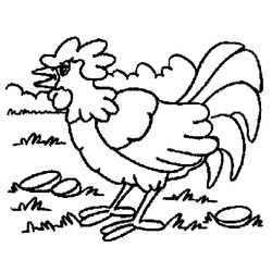 Gallo #4221
